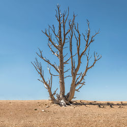 Bare tree against clear sky