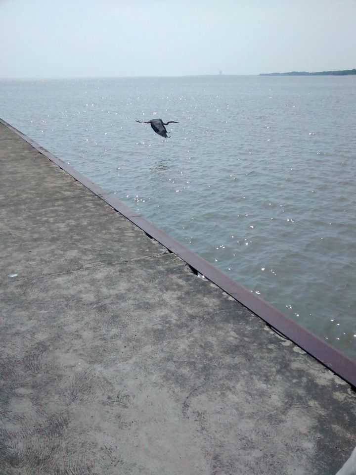 water, sea, animal themes, animal, vertebrate, bird, one animal, animals in the wild, animal wildlife, horizon, no people, sky, scenics - nature, day, horizon over water, nautical vessel, beauty in nature, tranquil scene, nature, outdoors, seagull