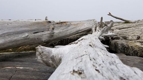 Close-up of driftwood on tree trunk against clear sky