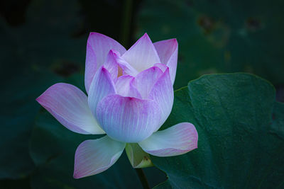 Close-up of pink water lily