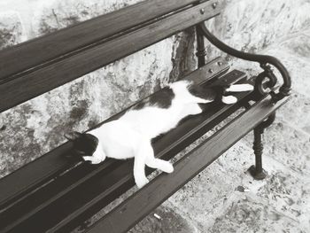 Cat lying on wooden floor