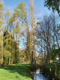 Scenic view of forest against sky