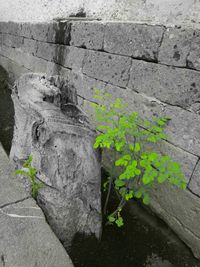 Close-up of ivy growing on wall