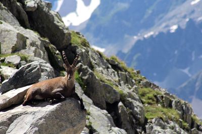 Alpine ibex relaxing on rock at mountain