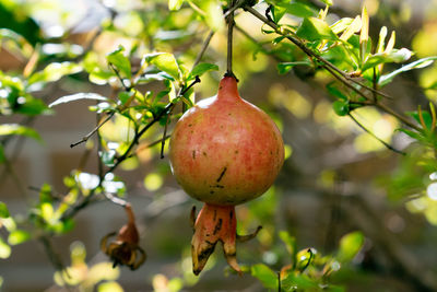 Close-up of fruit growing on tree