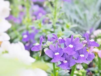 Close-up of purple flowers