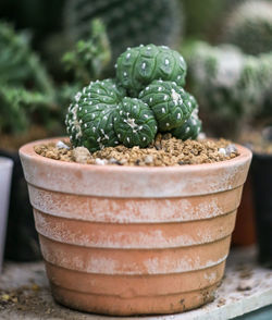 Close-up of succulent plant