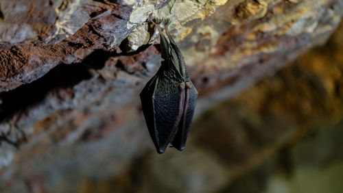Close-up of bat on rock