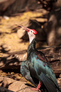 Close-up of bird perching on floor