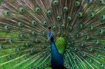 Close-up portrait of peacock