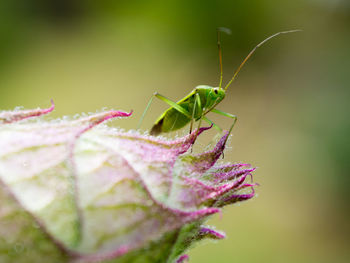 Close-up of insect on plant