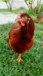 Close-up of rooster on field