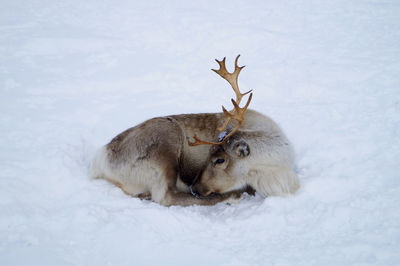 Deer on snow covered land