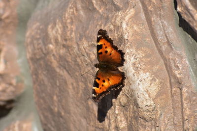 Close-up of butterfly on rock