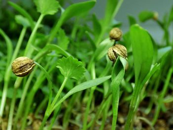 Close-up of snail on leaf