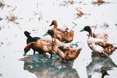 Flock of birds in lake during winter