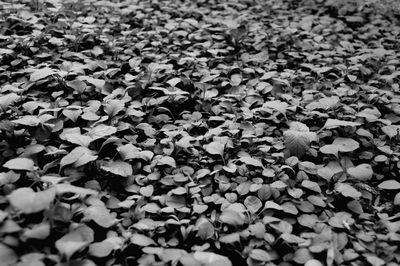 Close-up of plants in water