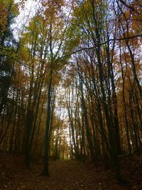 Low angle view of trees in forest