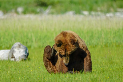 Brown bear in a field