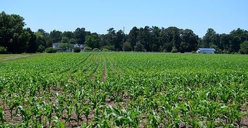 Scenic view of field against clear sky