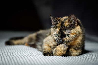 Close-up portrait of cat