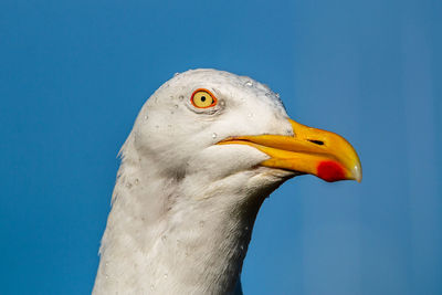 Close-up of bird