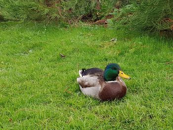 View of duck on field