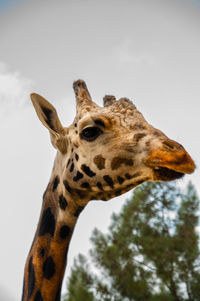 giraffe