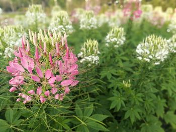 Close-up of pink flowers blooming outdoors