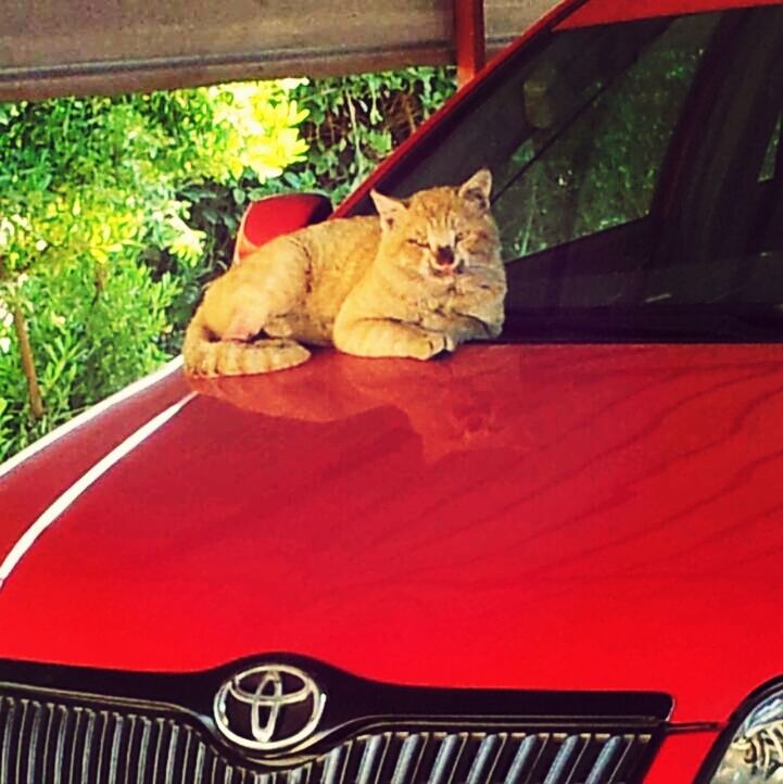 domestic cat, pets, cat, domestic animals, land vehicle, feline, one animal, car, animal themes, mode of transport, transportation, looking at camera, mammal, relaxation, sitting, red, portrait, seat, no people, chair