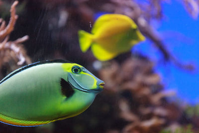 Close-up side view of naso tang fish in water