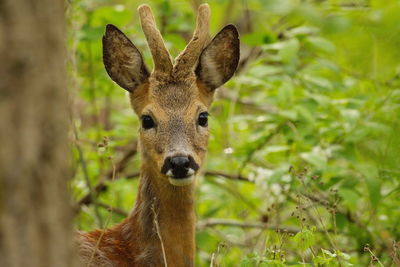 Portrait of roe deer standing amidst plants