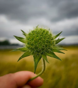 Close-up of hand holding plant