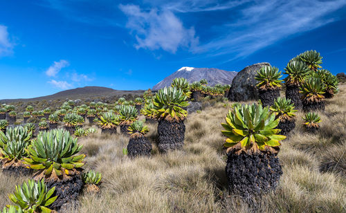 Plants growing on field against sky