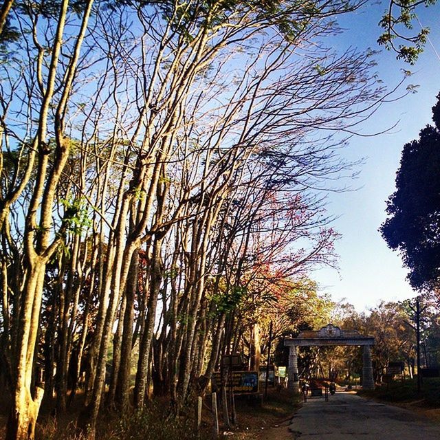 tree, growth, tranquility, clear sky, branch, nature, tranquil scene, sky, tree trunk, beauty in nature, sunlight, day, shadow, scenics, outdoors, built structure, no people, plant, the way forward, footpath