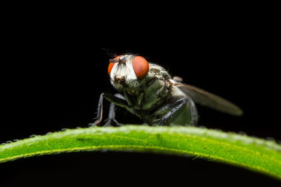 Close-up of housefly on leaf against black background