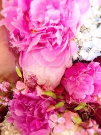 Close-up of pink roses