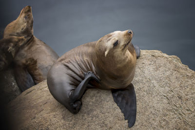 High angle view of sea lion