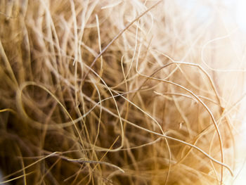 Full frame shot of dry plants