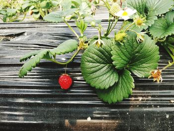 Close-up of fresh vegetables on plant