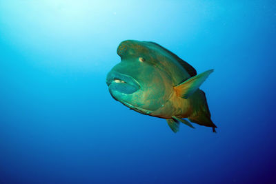 Close-up of fish swimming in undersea