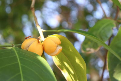 Close-up of fruits on leaves