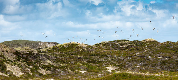 Low angle view of birds flying in sky