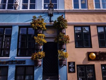 Low angle view of potted plant against building