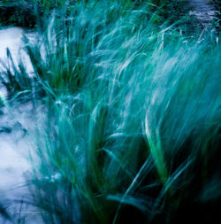 Full frame shot of plants