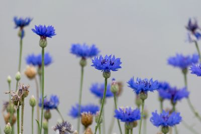 Close-up of fresh purple flowers against blue sky