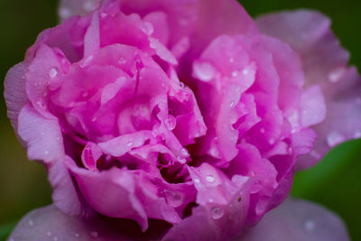 Close-up of wet pink rose