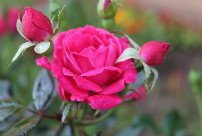 Close-up of pink flowers blooming outdoors