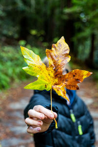 Detail of hand holding large colorful fall leaf by teenager