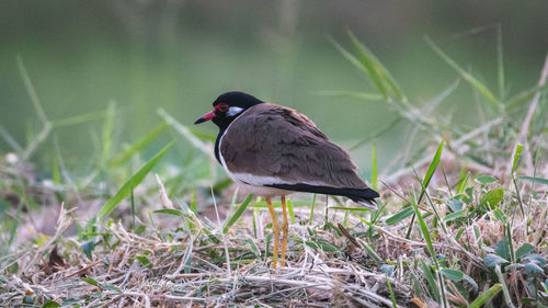 Side view of a bird on grass